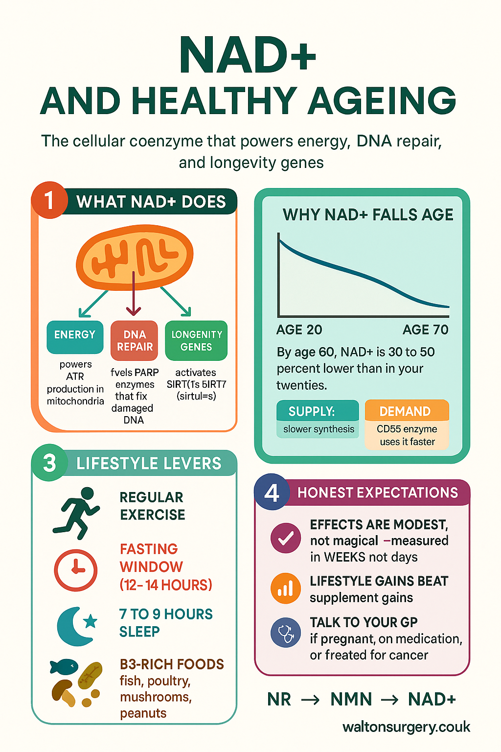 NAD+ and Healthy Ageing infographic: what NAD+ does in cells, why levels fall with age, lifestyle levers, and NAD+ vs precursors