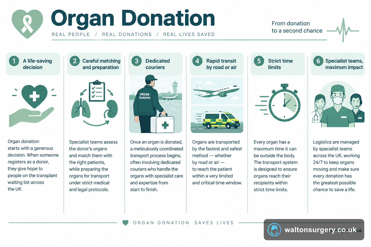 Organ Donation: How Donated Organs Reach Patients in Need